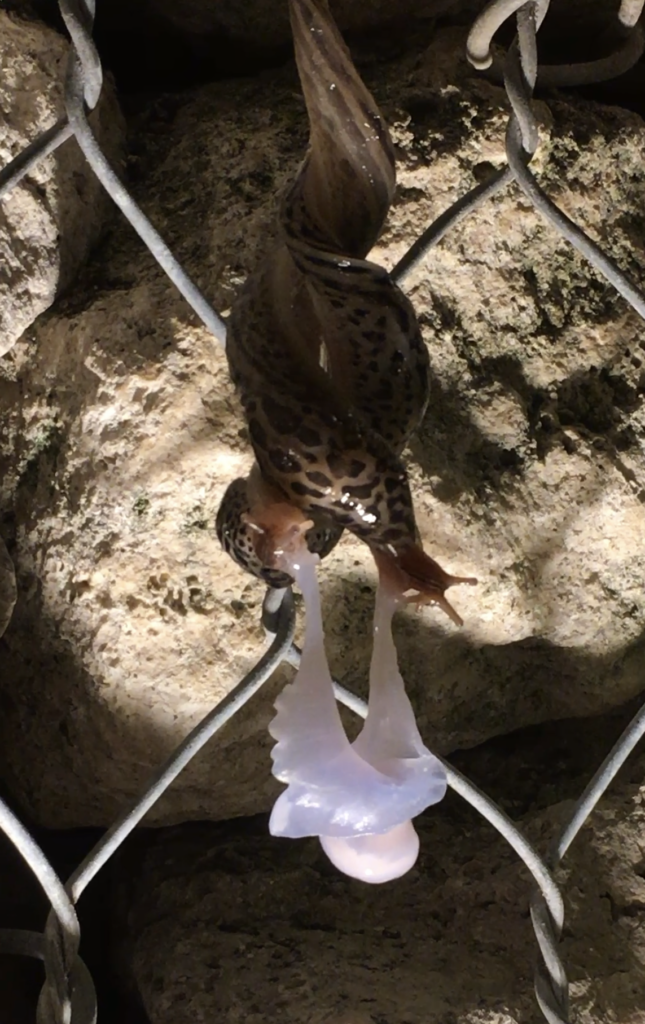 Photograph of a slug hanging off a wire fence