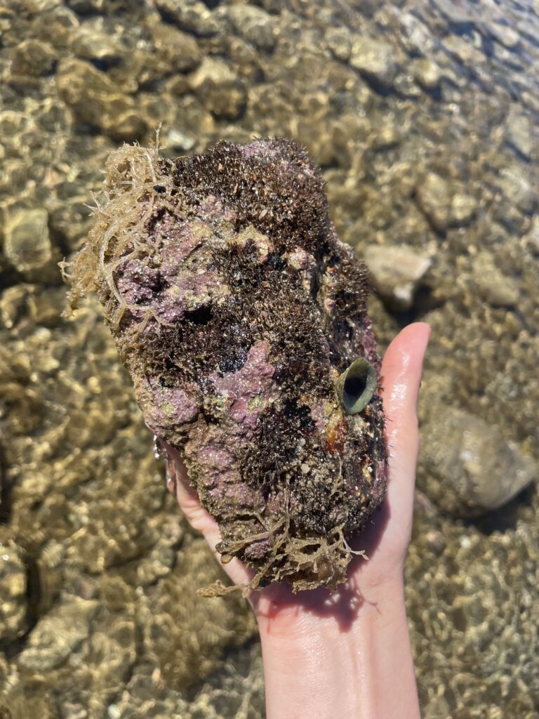 Photograph of a hand holding mud and weeds collected from the sea bed